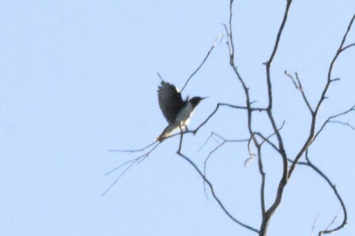 Black Honeyeater (Sugomel nigrum), photo 6