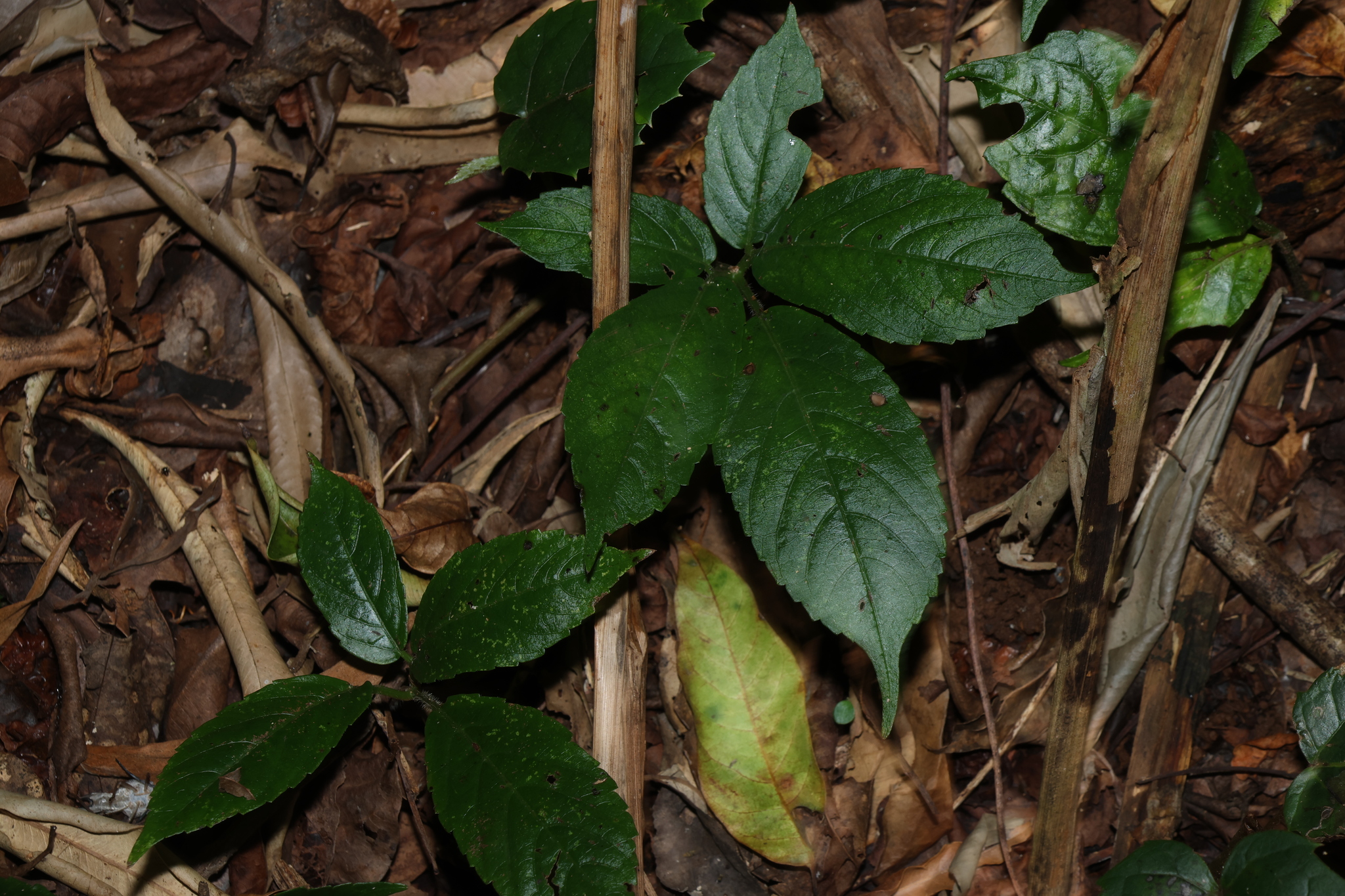 Soft Water Vine (Causonis eurynema)
