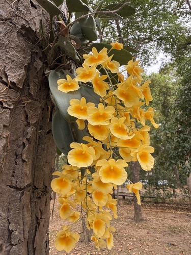 Dendrobium lindleyi, photograph 3