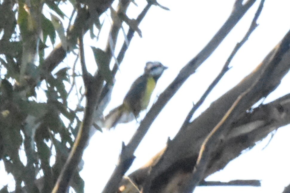 Eastern Shriketit (Falcunculus frontatus), photo 2