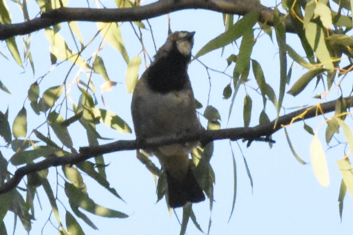 Crested Bellbird (Oreoica gutturalis), photo 1