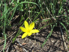 Hypoxis argentea