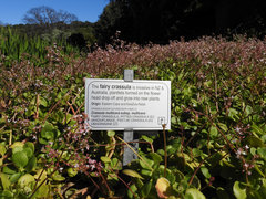 Crassula multicava multicava