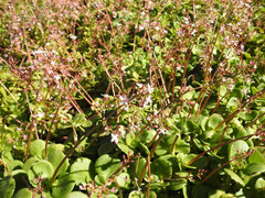 Crassula multicava multicava