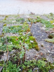 Senecio vulgaris