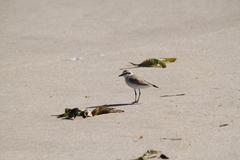 Charadrius marginatus arenaceus