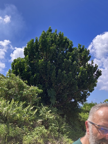 Mammea americana, photograph 6