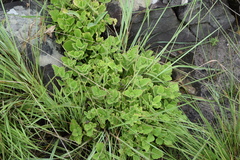 Coleus hadiensis