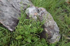 Senecio subrubriflorus