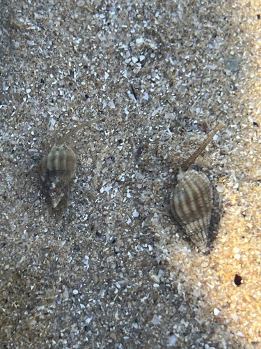 Tritia reticulata