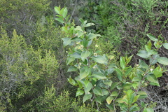 Cassipourea malosana