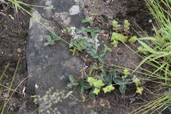 Argyrolobium pauciflorum