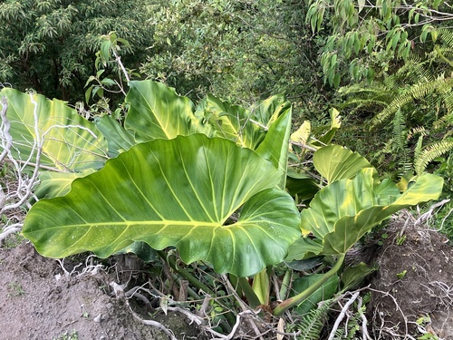Philodendron giganteum, photograph 3