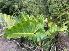 Philodendron giganteum, photograph author not stated, no rights reserved