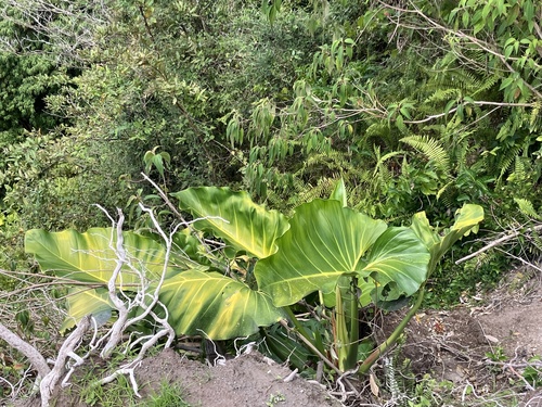 Philodendron giganteum, photograph 4