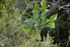Cassipourea malosana