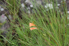 Tritonia disticha