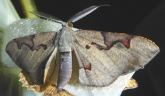 Hypochrosis pyrrhophaeata