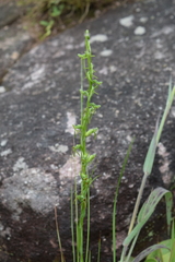 Habenaria filicornis