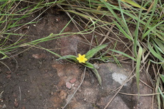 Hypoxis angustifolia