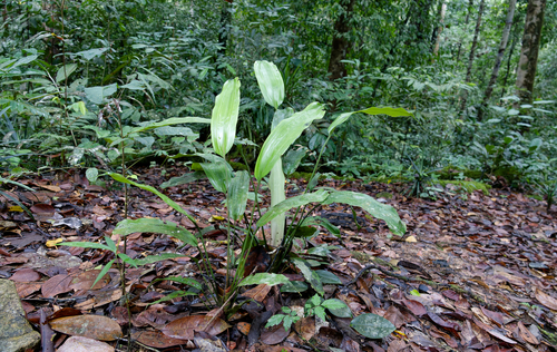 Mapania observed 2026-02-20