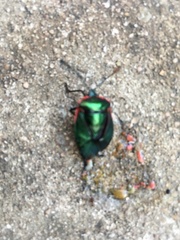 Rhyssocephala