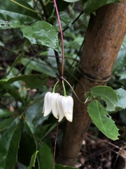 Clematis henryi