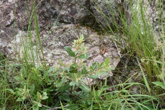 Anastrabe integerrima