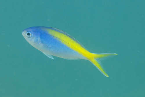 Yellowtail blue snapper (Paracaesio xanthura) — Lutjanidae — 3