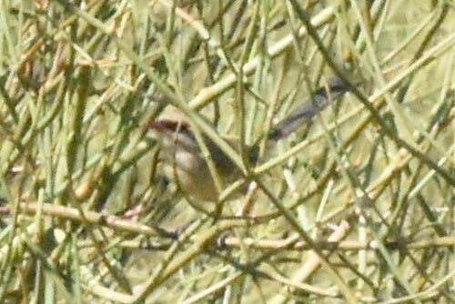 Purple-backed Fairywren (Malurus assimilis), photo 10