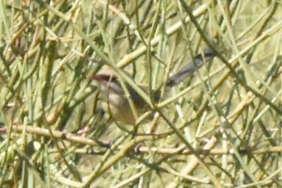 Purple-backed Fairywren (Malurus assimilis), photo 6