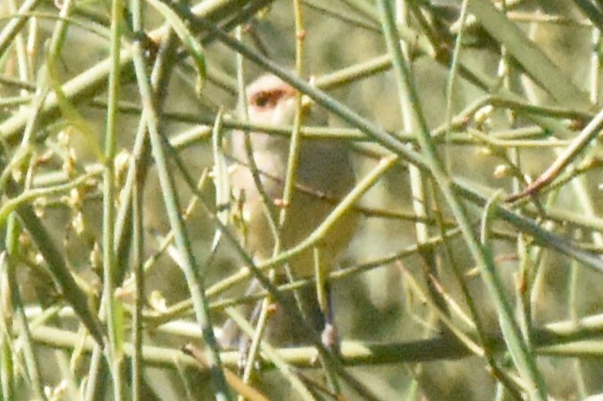 Purple-backed Fairywren (Malurus assimilis), photo 5