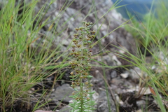 Schizoglossum peglerae