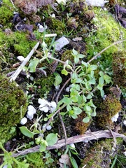 Stellaria media