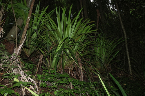 Helmholtzia glaberrima, photograph 6