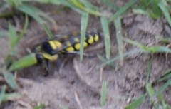 Stictia