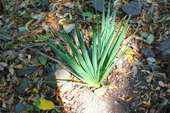 Sabal mexicana