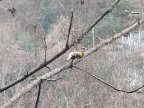 Red-billed Leiothrix