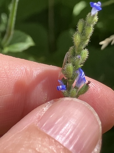 West Indian sage (Salvia occidentalis)