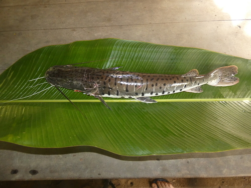 Barred sorubim (Pseudoplatystoma fasciatum) — Pimelodidae