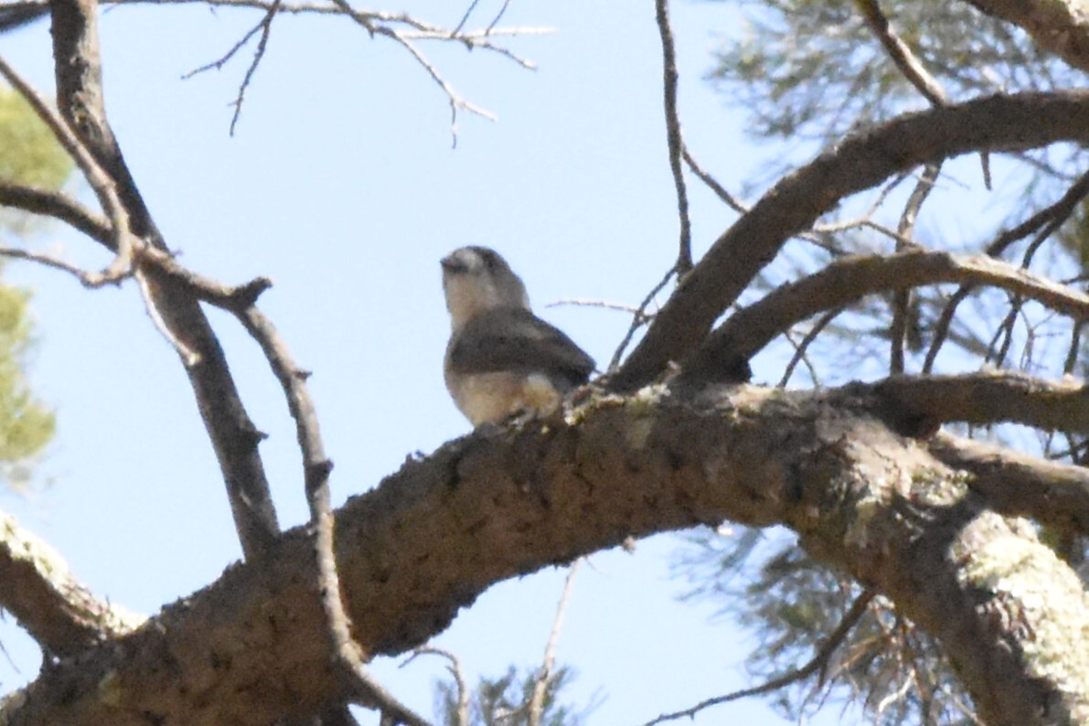 Southern Whiteface (Aphelocephala leucopsis), photo 1