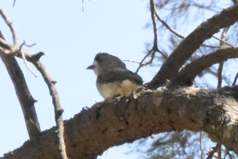 Southern Whiteface (Aphelocephala leucopsis), photo 2