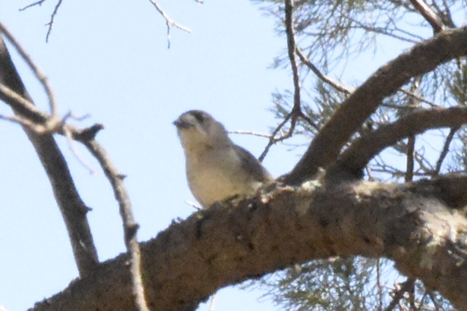 Southern Whiteface (Aphelocephala leucopsis), photo 3