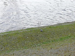 Columba palumbus