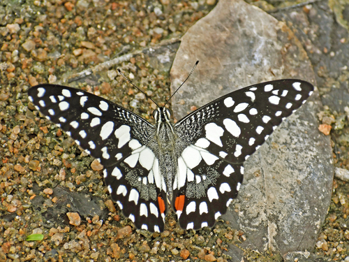 Lime Swallowtail
