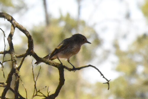 Red-capped Robin (Petroica goodenovii), photo 2