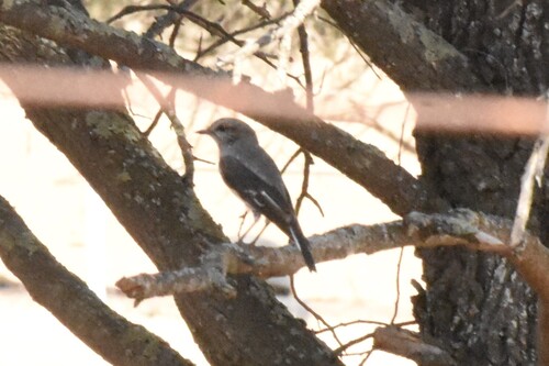 Hooded Robin (Melanodryas cucullata), photo 1