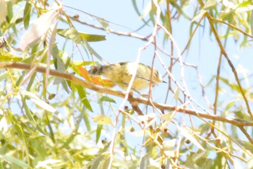 Yellow Thornbill (Acanthiza nana), photo 10