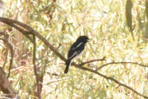 Hooded Robin (Melanodryas cucullata), photo 2