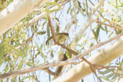 Yellow Thornbill (Acanthiza nana), photo 9
